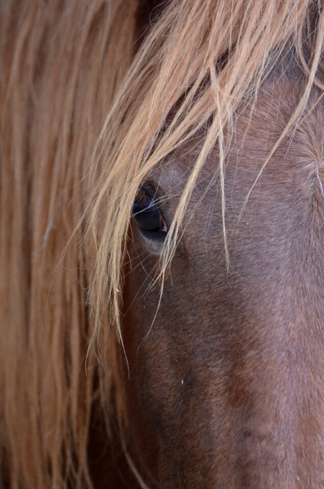 Horse brown horse head