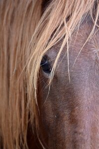 Horse brown horse head