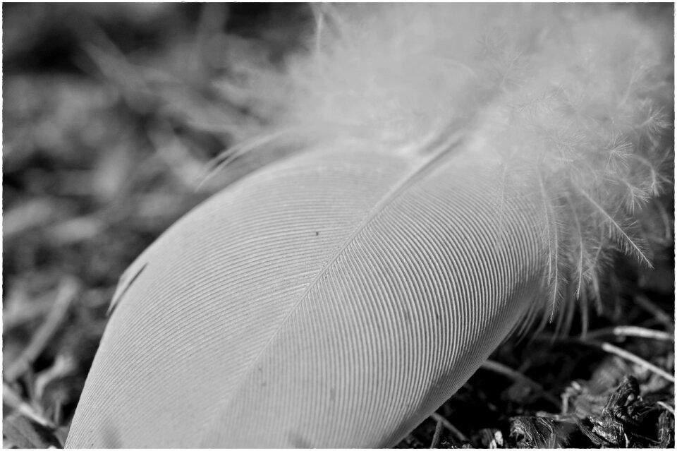 Bird feather ease fluffy