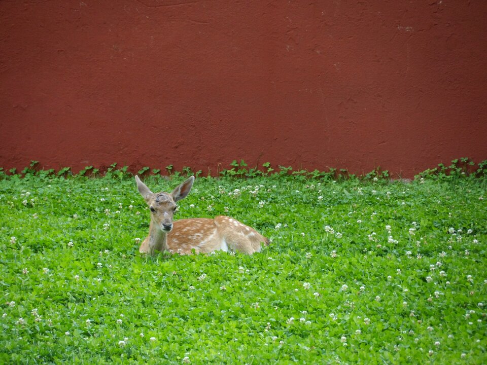 Animals fauna mammals