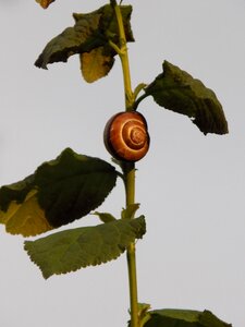 Nature shell slowly