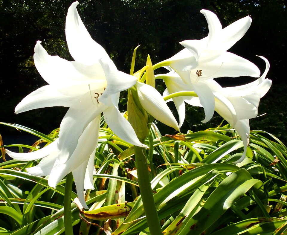 Nature garden wild plant