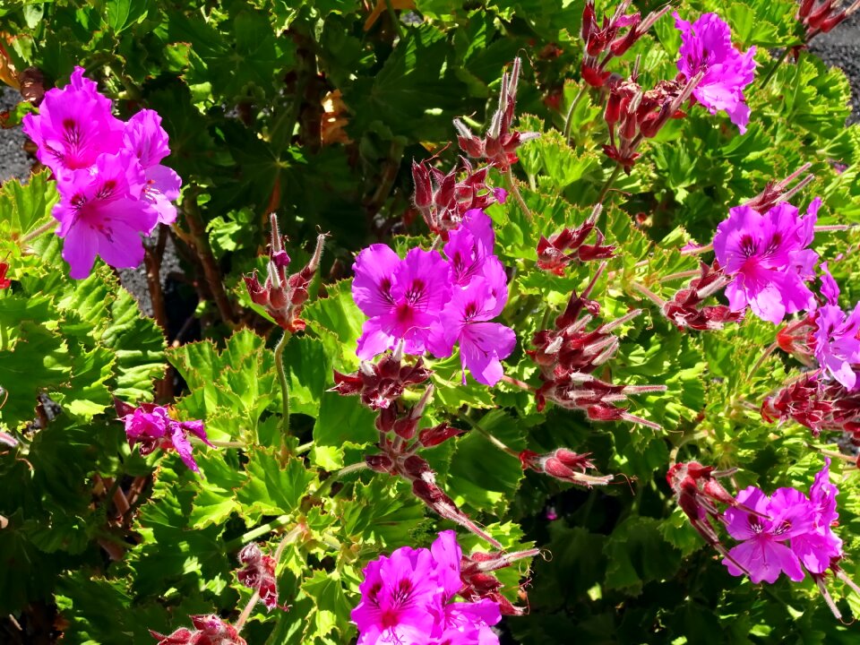 Jardiniere summer flower