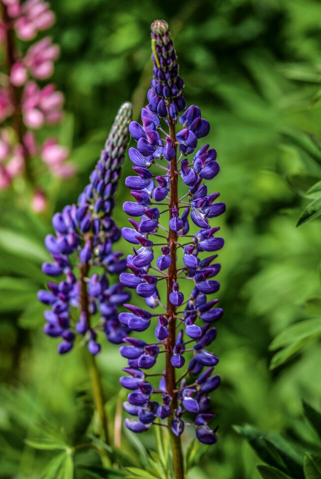 Nature purple wild
