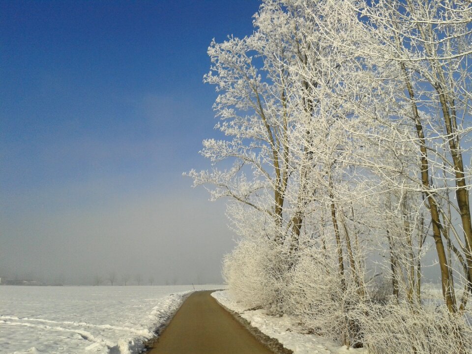 Nature trees sky