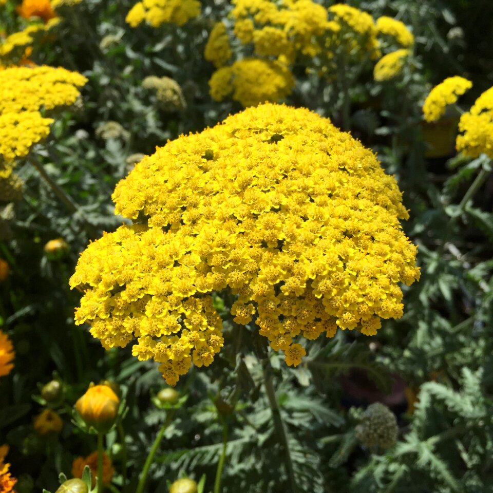 Plant achillea millefolium