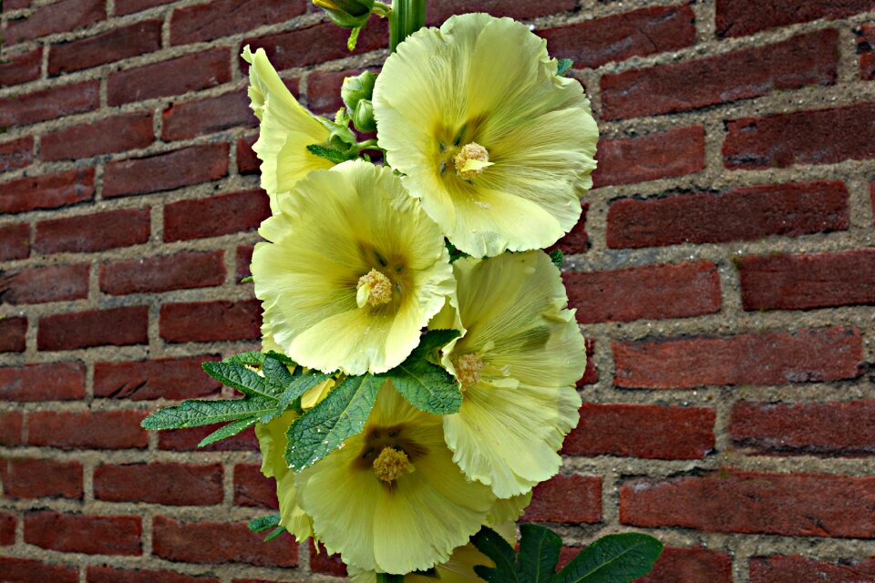 Pollen petal bloom