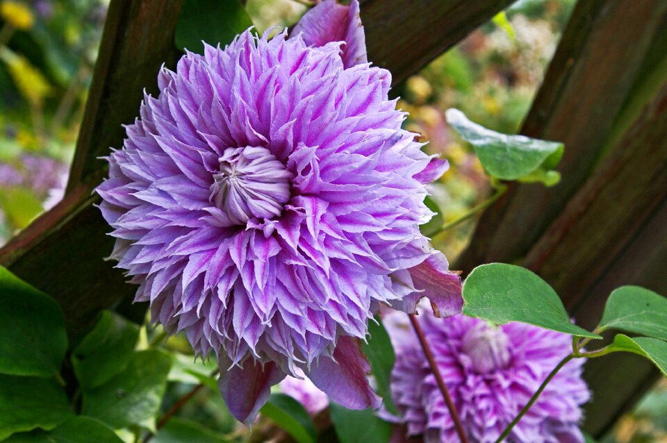 Pink ornamental plant beautiful