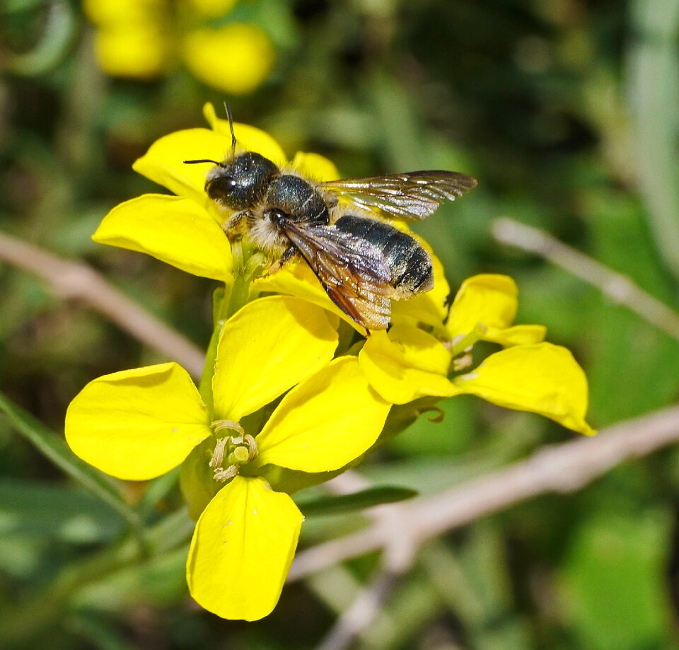 Nectar pollination wild flowers