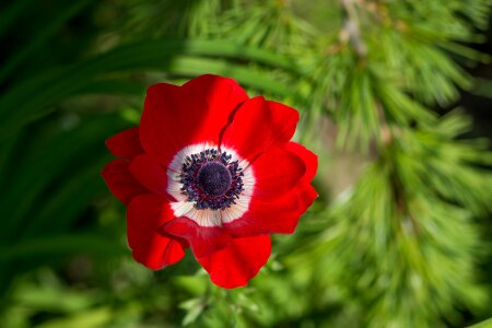 Flower red flower blossom