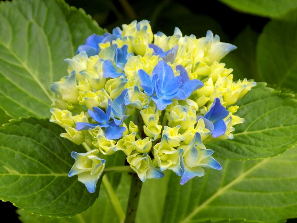 Hydrangea blue plant