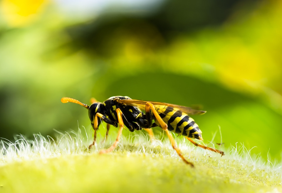True wasp animal fauna