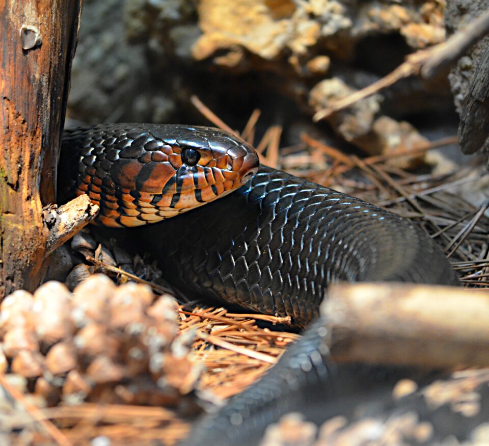 Predator wild wildlife