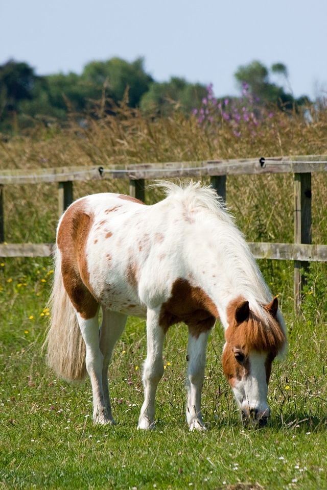 Brown white cute