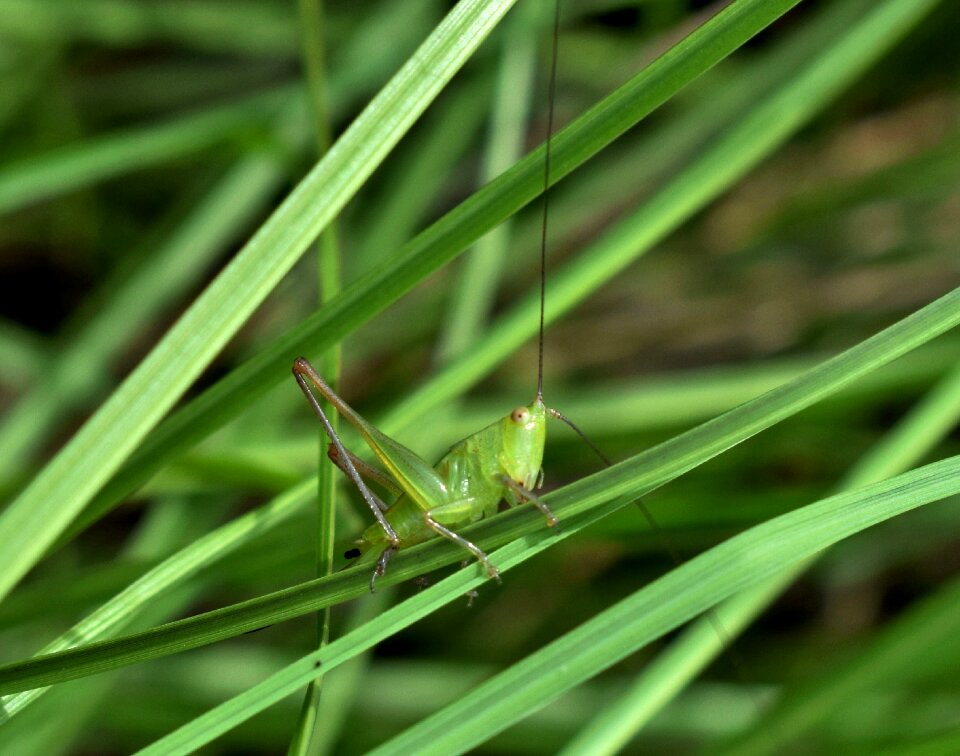 Nymph camouflage hopper photo