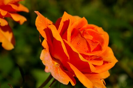 Rose garden blossom bloom