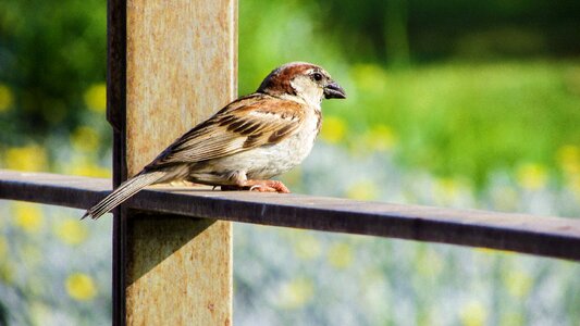 Looking nature animal