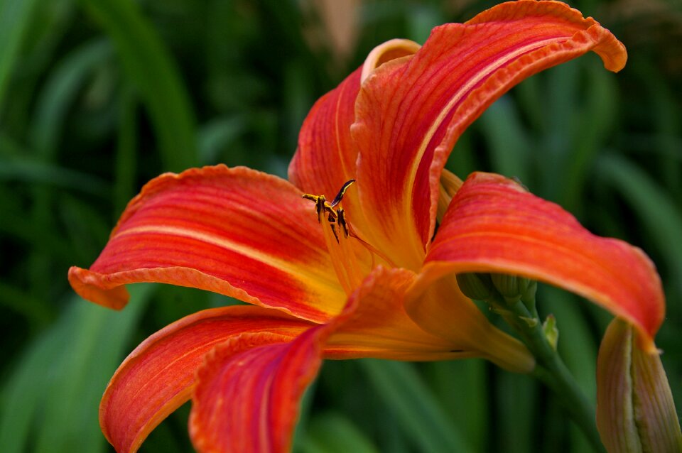 Flower plant garden