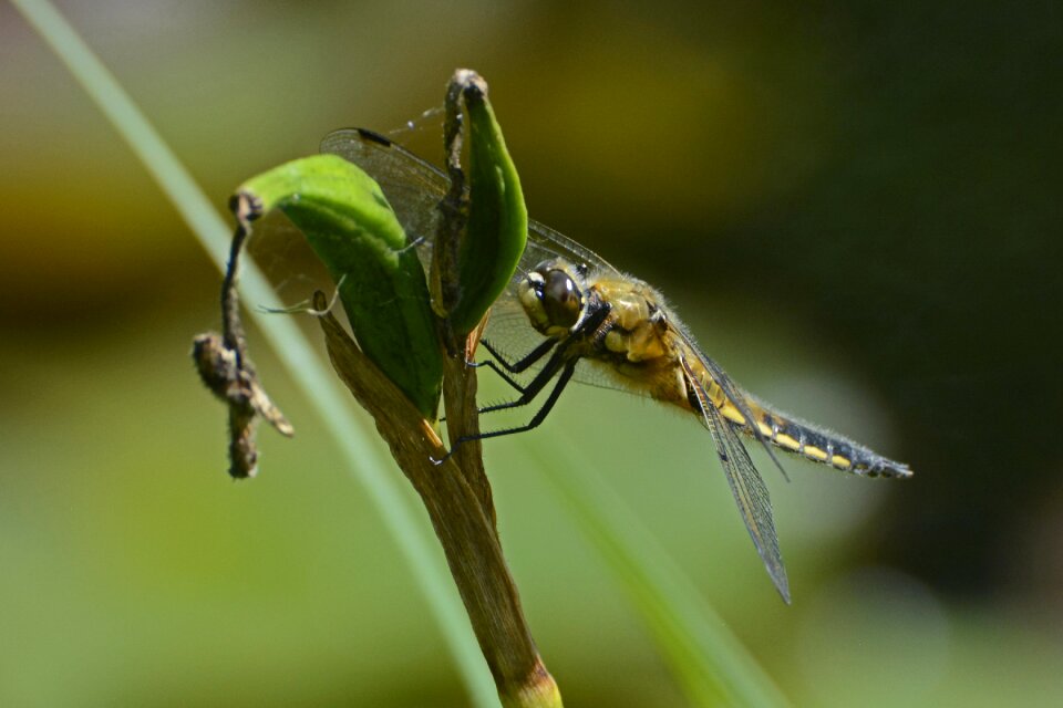 Nature flight insect animal photo