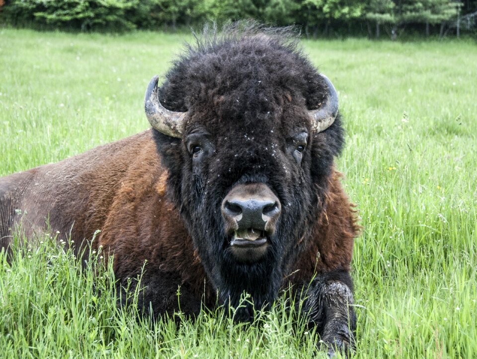 Omega park travel bison