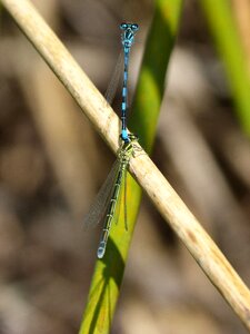 Mating winged insects insects mating