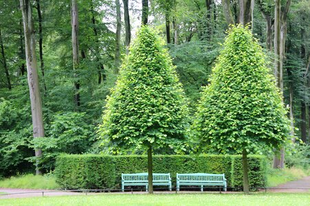 Green trees cone