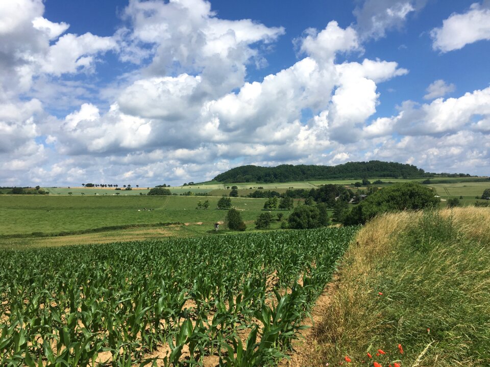 Field cornfield nature