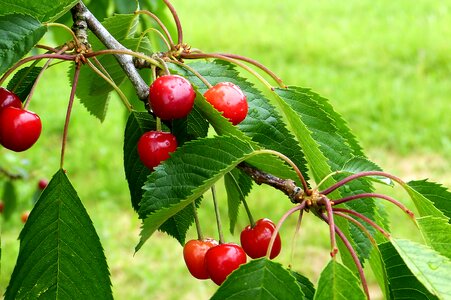 Nature summer fruit