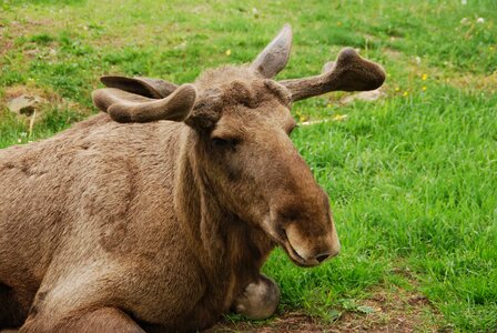 Calyx park smaland animal photo