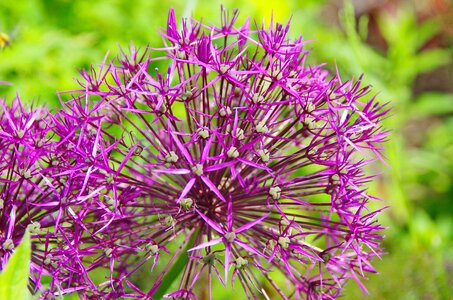 Flowering globe violet