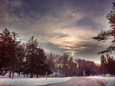 Nature forest trees