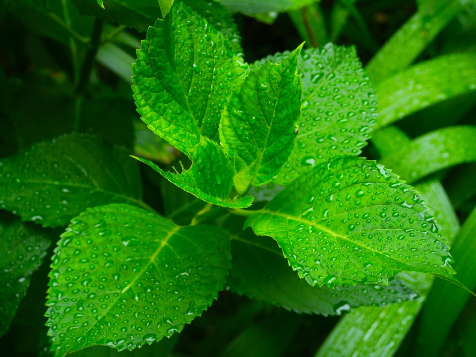 Green drop of water rain