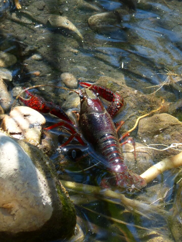 River pond montsant