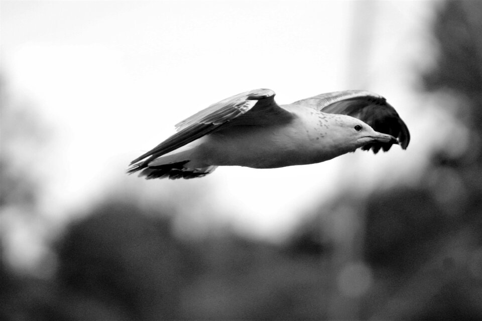 Animal wing flight