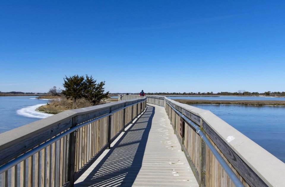Cold wildlife shoreline