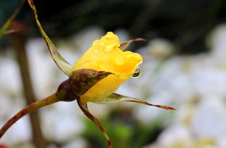 Blossom bloom yellow photo