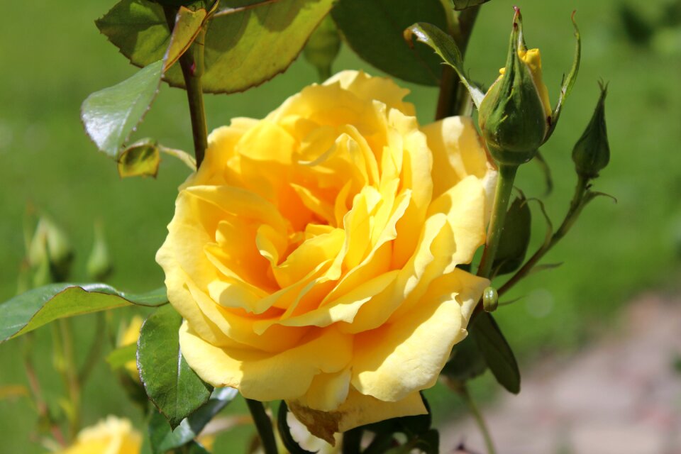 Nature lightness beautiful