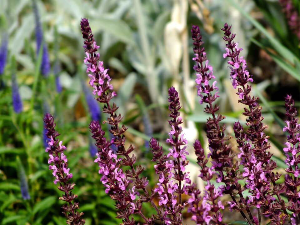 Garden lamb's ear gardening