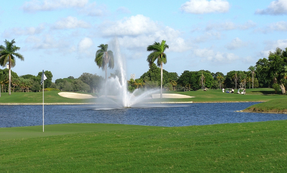 Palm trees lake water