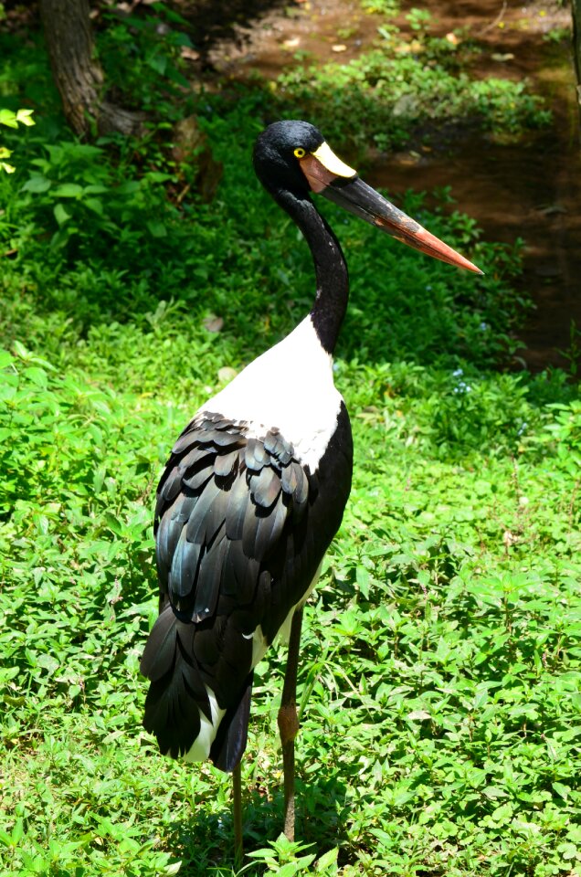 Animal nature wild