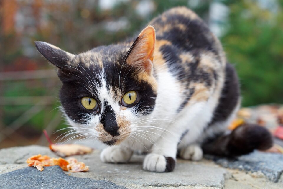 Tricolor cat tabby street cat