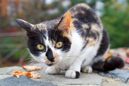 Tricolor cat tabby street cat photo