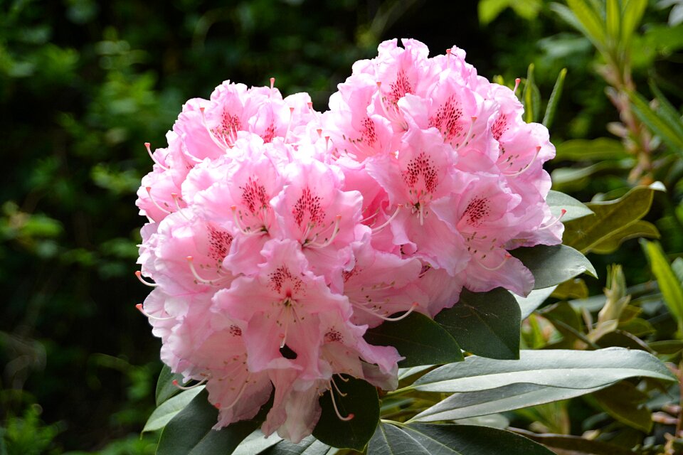 Nature blossomed flowering