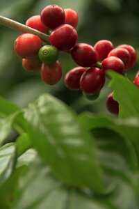 Nature coffee grains bandolas photo