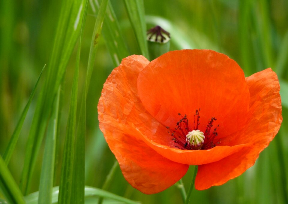 Meadow field red poppy