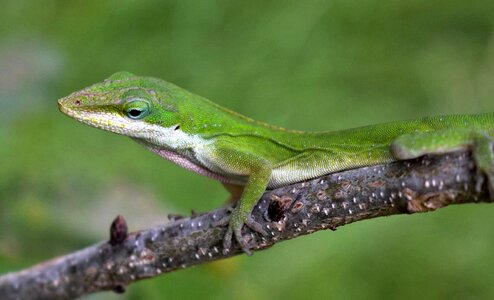 Green lizard reptile camouflage photo