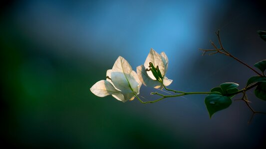 Bloom green love
