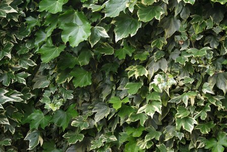 Plant leaves environment