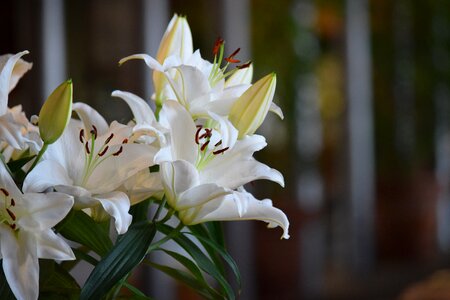 Plant florist bloom