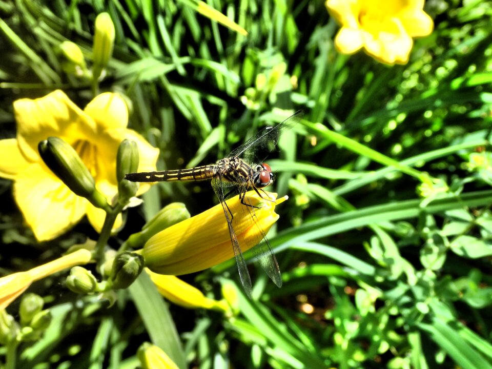 Insect nature